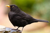 File:Common Blackbird by David Friel.jpg