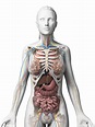 Female anatomy stock illustration | Human anatomy female, Female ...