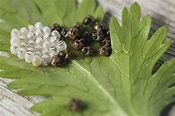 bugs, close up, eggs, hatch, insect eggs, insects, leaf, macro ...