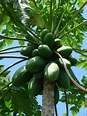 Carica papaya - Acacia LLC