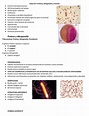 Proteus, Morganella y Yersinia | Epidemiología | Anatomía | uDocz