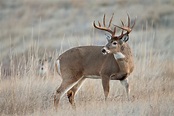 Whitetail deer buck during the rut | Yellowstone Nature Photography by ...