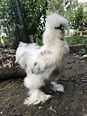 Young silkie rooster | Fancy chickens, Silkie chickens, Pet chickens