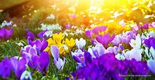 Die schönsten Frühlingsblumen | GALANET Blog