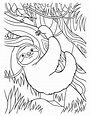 Sloth Coloring Page for Kids 13801578 Vector Art at Vecteezy