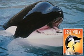 Heartbreaking story of Free Willy star Keiko the killer whale who died ...