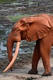 Pom, The Red Elephant | Wild View