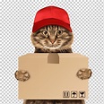Ilustración de la caja del gato que sostiene, información de entrega ...