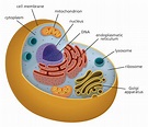 What is a cell? | Facts | yourgenome.org