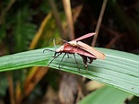 台灣行道樹 - #週二蟲蝶鳥蛙隨你Po：今天看到什麼蟲？蝴蝶，飛蛾，甲蟲，天牛，青蛙，...