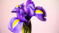 Iris fiore: quali sono le caratteristiche e come si coltiva