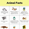 Fun Facts About Animals for kids | Free animal facts Printable