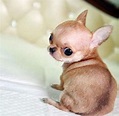 Regalo cucciolo Chihuahua da Privato a cuccioli di chihuahua mini toy ...