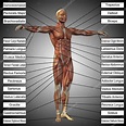 Mann Anatomie und Muskeln Text – Stockfoto © design36 #129345204