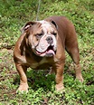 Olde English Bulldogge Puppies For Sale | Ocala, FL #251763