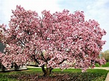Magnolia - Magnolia grandiflora - Alberi - Caratteristiche della magnolia