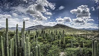 Reserva de la Biosfera Tehuacán - Cuicatlan - Patrimonio de la ...