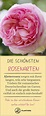 Rosenarten: Die 12 schönsten Rosenklassen - Plantura | Rosenarten ...