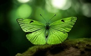 El significado definitivo de la mariposa verde (2023)