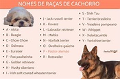 +300 Nomes de raças de cachorro - Lista COMPLETA de A a Z