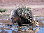 The Porcupine | Wild African Animal | The Wildlife