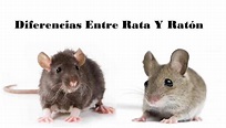 Diferencia entre Rata Y Ratón