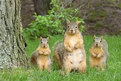 Squirrel Family Photograph by Rasa OM