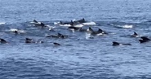 短肢領航鯨成群現身！龜山島遊客驚嘆「好幸運」 - 宜蘭縣 - 自由時報電子報
