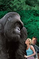 Mighty Joe Young (1998) - Posters — The Movie Database (TMDb)