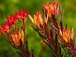 What Is A Leucadendron: Learn About Leucadendrons In The Garden