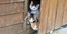 Guía para rescatar a un gatito abandonado | Animales Leales