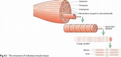 Voluntary muscle tissue - Anatomy and Physiology - Doctor Steve Abel