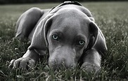 blue eyed weiner | Weimaraner puppy, Weimaraner puppies, Beautiful dogs