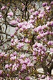 How to Grow Potted Magnolia Trees