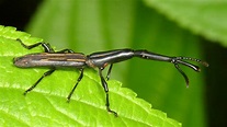 Brentid beetle, Brentus volvulus? Brentidae | Andreas Kay | Flickr