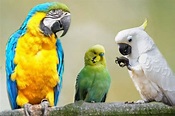 🦜 Tipos de aves y pájaros que hablan (100%) | AviarioJP