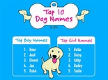Top 10 Dog Names for 2014 Infographic | Dog names, Dog infographic, Top ...