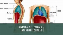 División del Celoma Intraembrionario | Fosfolipasa | uDocz