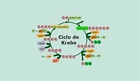 Ciclo de Krebs - Explicacion, Etapas, Fases y toda la Info