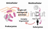 What Are Multicellular Organisms? - Characteristics and Organization