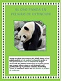 El oso panda en peligro den estincion by jessica castro - Issuu