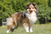 Shetland Sheepdog (Sheltie) Charakter, Haltung & Pflege | zooplus