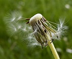 Download free photo of Dandelion,faded,seeds,fluff,grass - from needpix.com