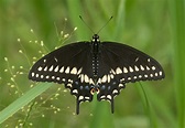 Black Swallowtail - Alabama Butterfly Atlas