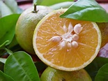 Caribfruits - Orange douce / Fruits Tropicaux