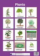 Types Of Plants Chart