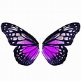 Schmetterlingsflügel | Stock Bild | Colourbox