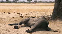 African Elephants Dying By The Hundreds From Drought & Famine - Signs ...