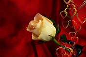 Rose Herz Liebe · Kostenloses Foto auf Pixabay