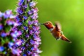 30 Beautiful Flowers To Attract Hummingbirds - Birdwatching Buzz